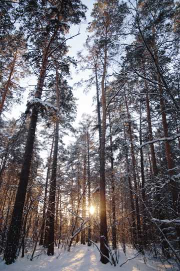 冬季丛林景色图片