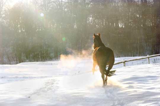 雪地里飞驰的骏马图片