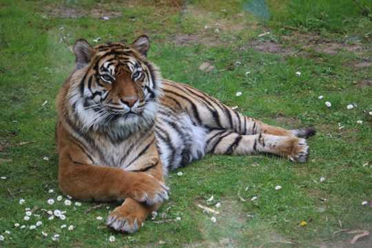 草地上的大老虎