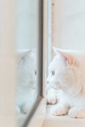 乖巧白色宠物猫图片