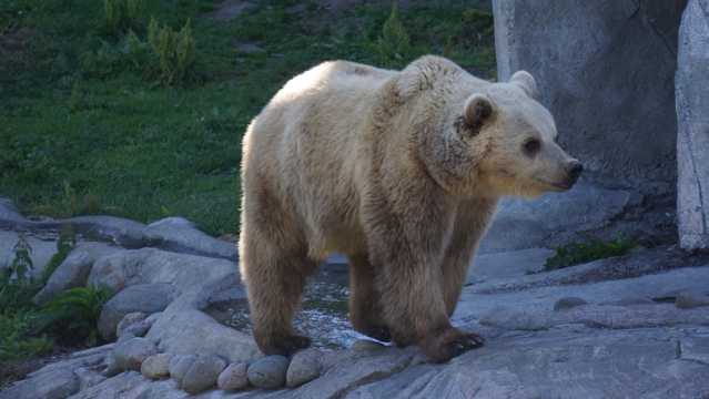 野外的大棕熊