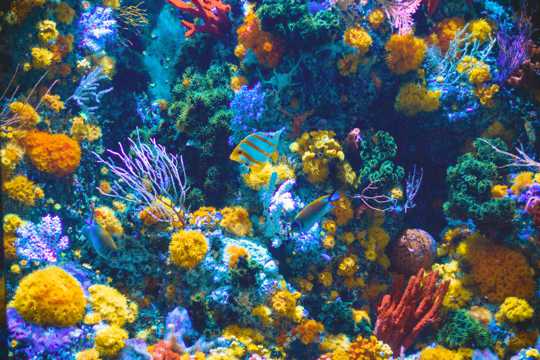海底好看的珊瑚图片