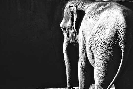 高清大象写真图片