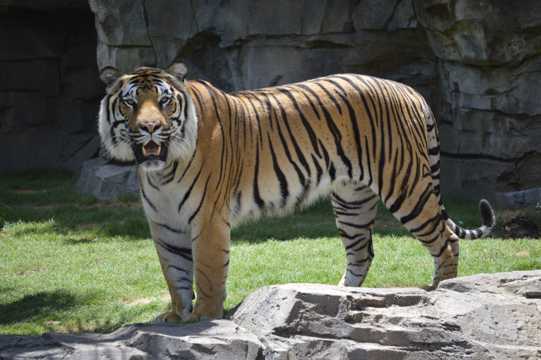 動物園豹老虎圖片