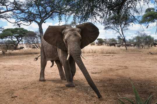 野生的大象圖片