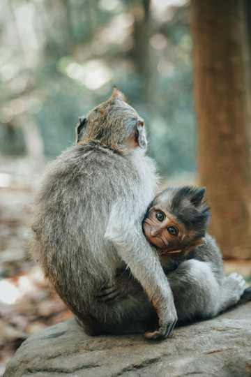 猴子妈妈和小猴子