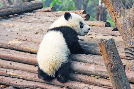 珍稀的大熊猫图片