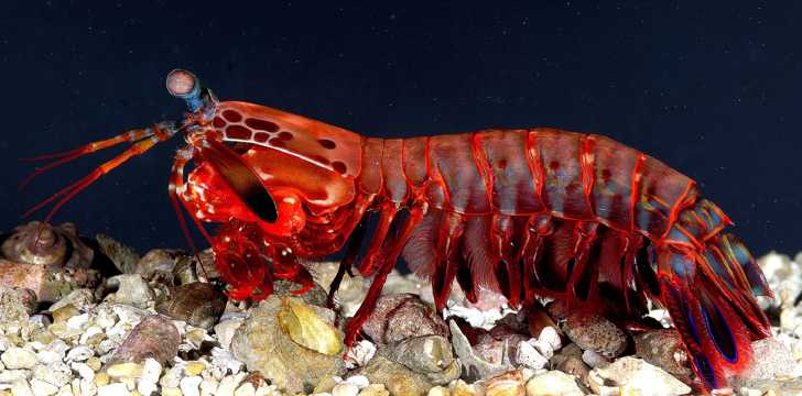 海底的螳螂虾图片