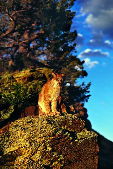 站在崖边的野猫图片