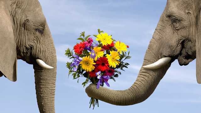 鮮花與大象圖片