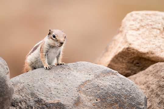 岩石上的棕色松鼠图片