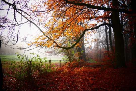 秋季黄叶森林景象图片