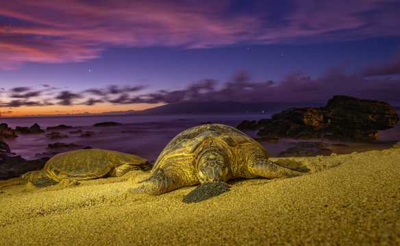 残阳下海滩海龟图片