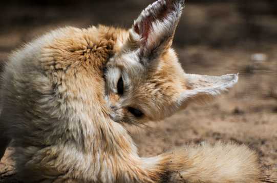 可人的耳廓狐图片