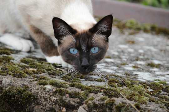 可爱的暹罗猫高清图片