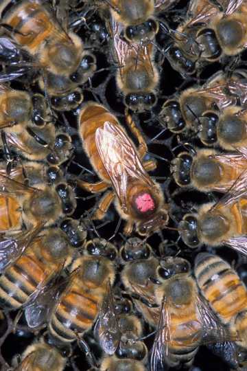野生的蜜蜂图片