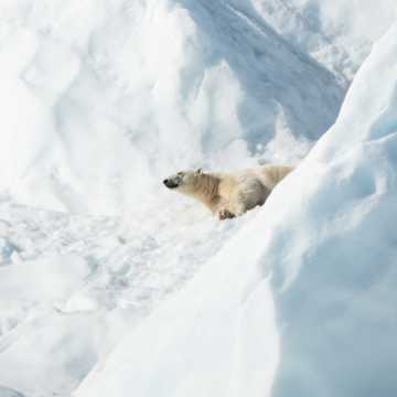 呆萌的北极熊图片