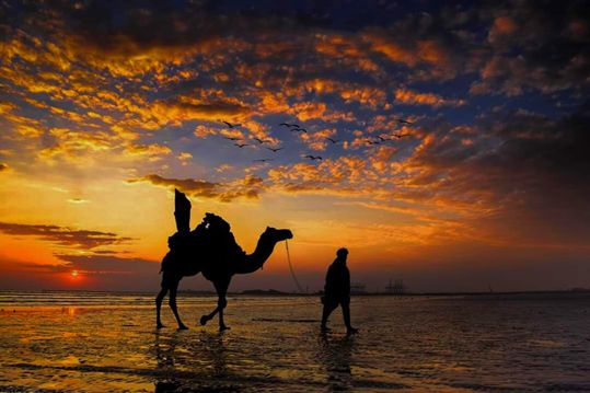 朝阳下的骆驼图片