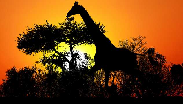 夕阳下的长颈鹿图片