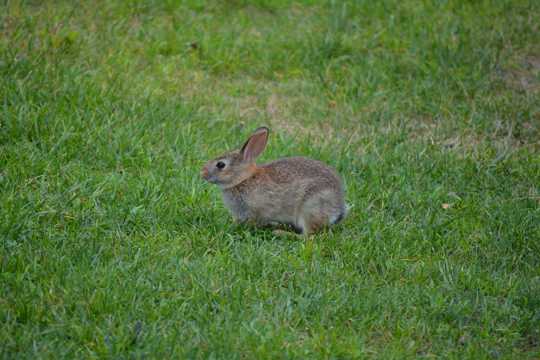 草坪小灰兔图片