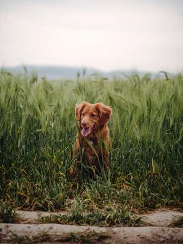 草地里的金毛犬