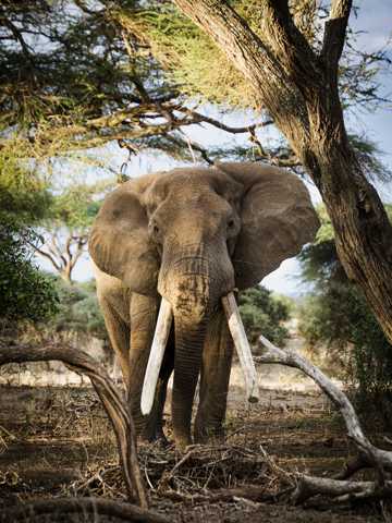 原野上宏壮的大象图片