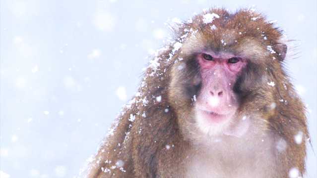 雪地猴子特写图片
