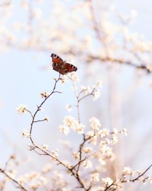 花枝上的蝴蝶