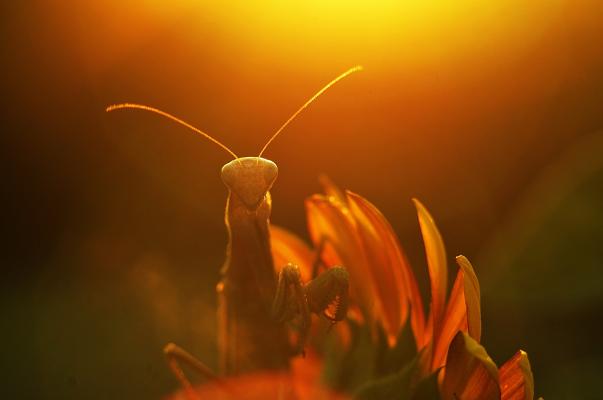 夕陽光下的螳螂