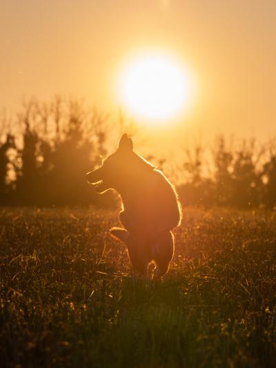 夕陽下奔跑的狗狗